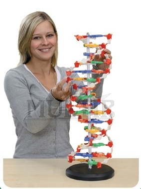 Velký model DNA